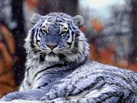 pic for Blue Tiger